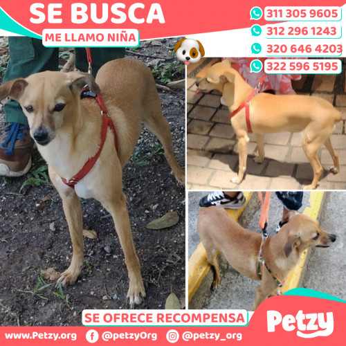 Foto de mascota Niña