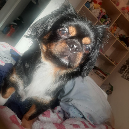 Milu