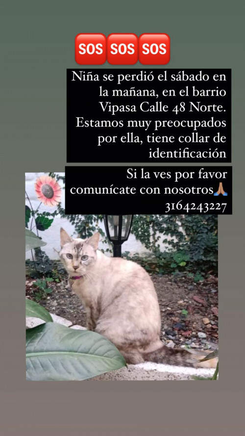 Niña