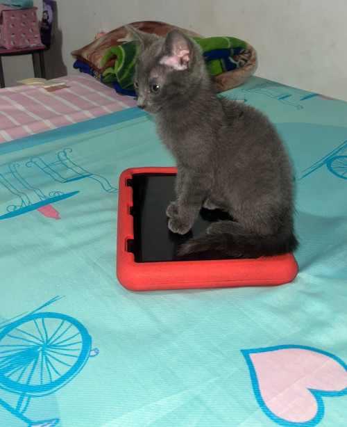 Ramón
