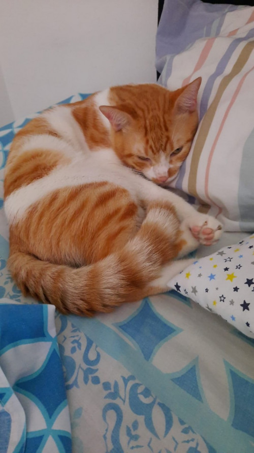 Panchito