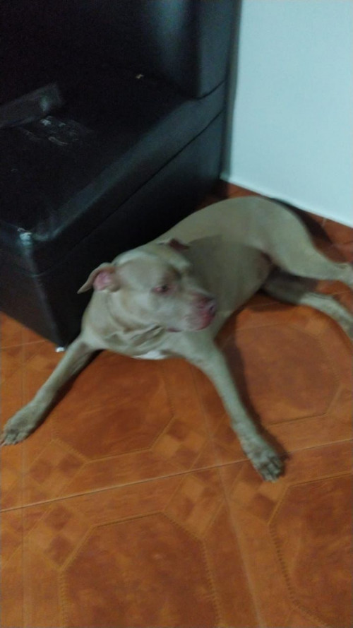 Shaira
