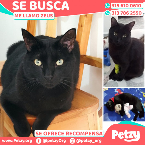 Banner de Zeus