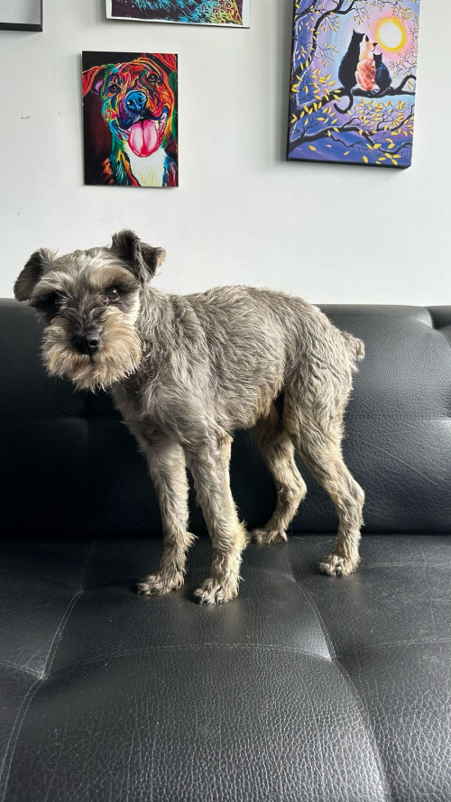 A Este Perrito