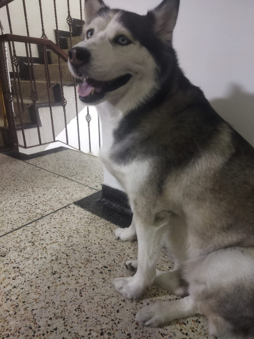 Niña