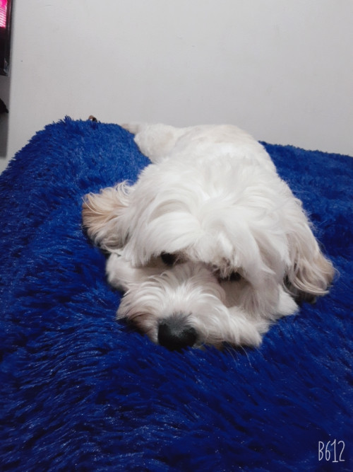 Maily
