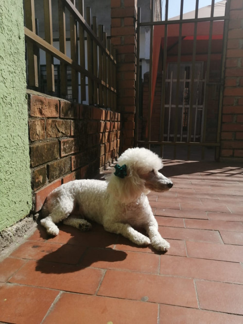 Lulu