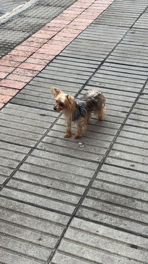Copito