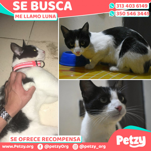 Foto de mascota Luna