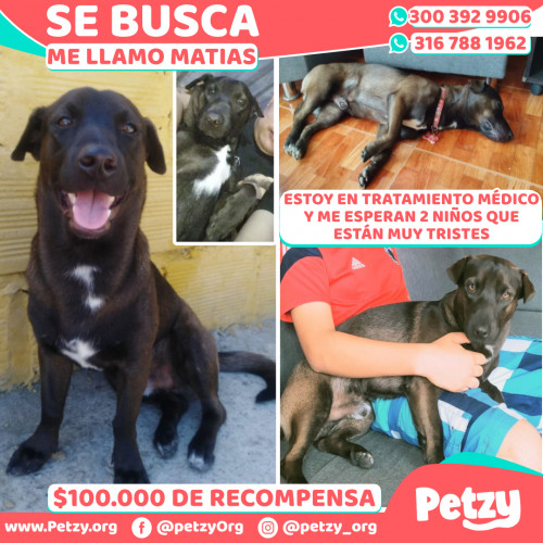 Foto de mascota Matias