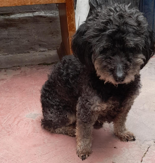 Muñeca