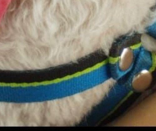 Sammy