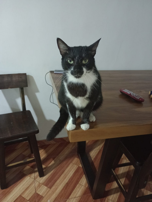 Tom