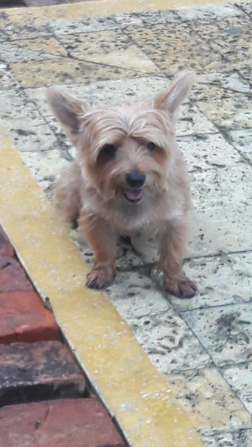 Cody 