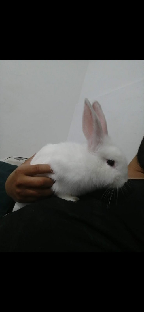 Ikiss
