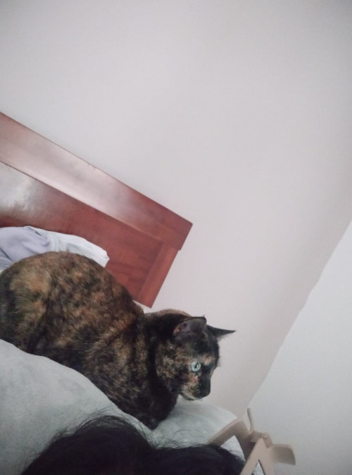 Canela