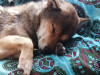 Foto de Hatchi  en Ubaque Cundinamarca #1