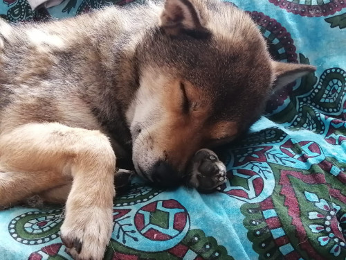 Hatchi 