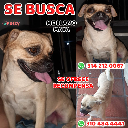 Foto de mascota Maya