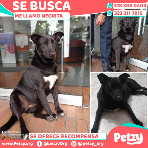 Foto de mascota Negrita