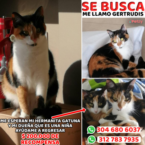 Foto de mascota Gertrudis