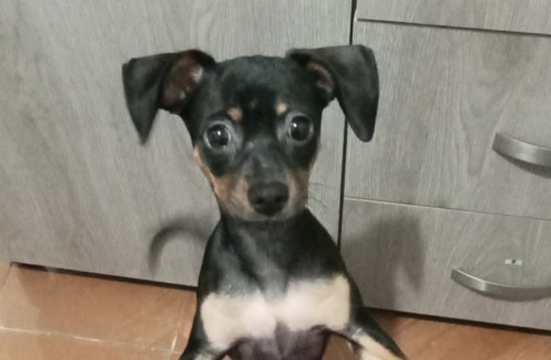 Chiqui