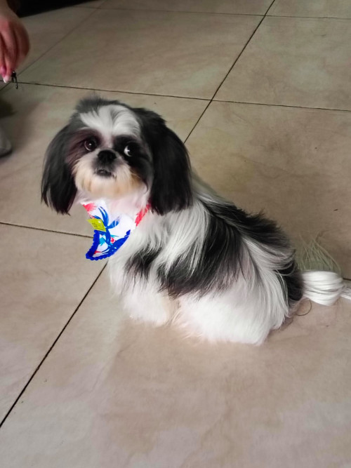 Este Perrito