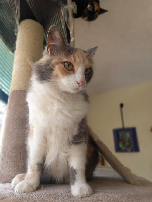 Mona (tini)