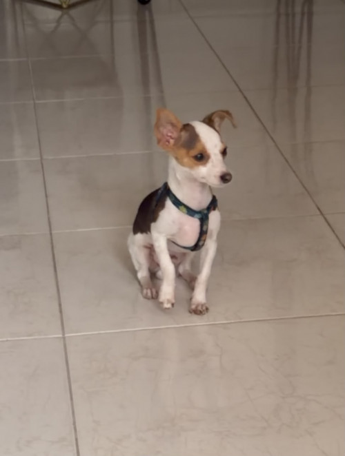 Goliat -goli-