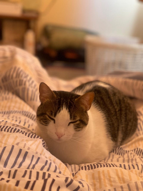 Louis