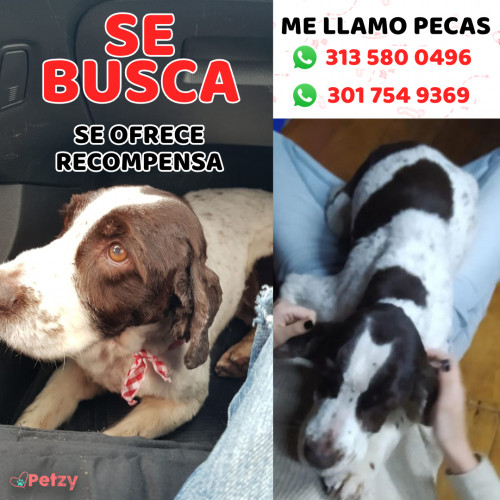 Foto de mascota Pecas