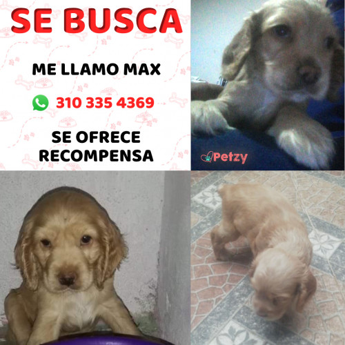 Foto de mascota Max