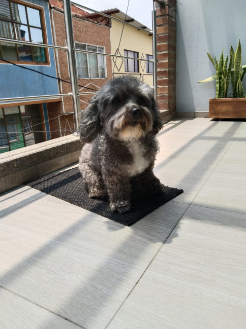 Coco