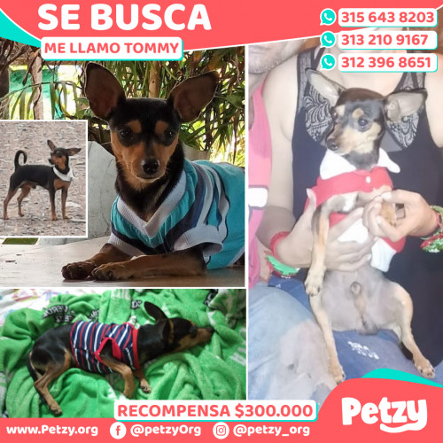 Foto de mascota Tommy