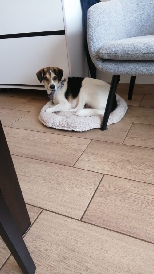 Bruno