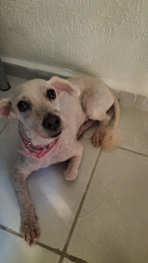 Muñeca