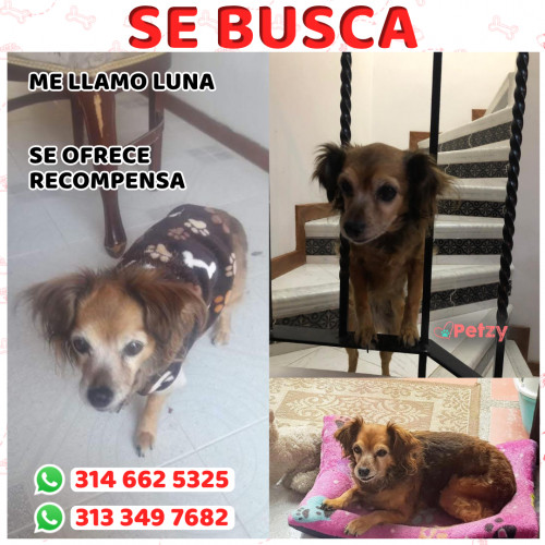 Foto de mascota Luna