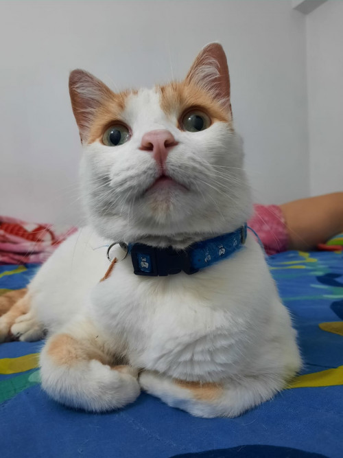 Milu