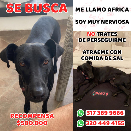 Foto de mascota Africa