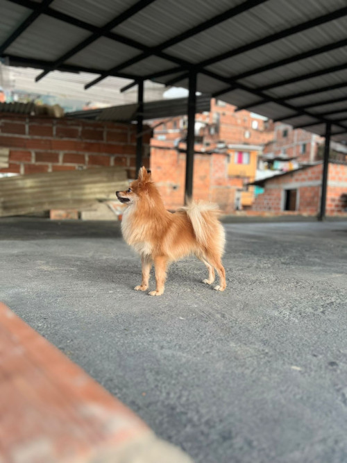 Axel