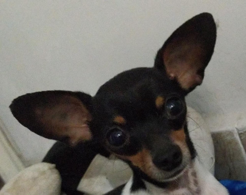 Lilo