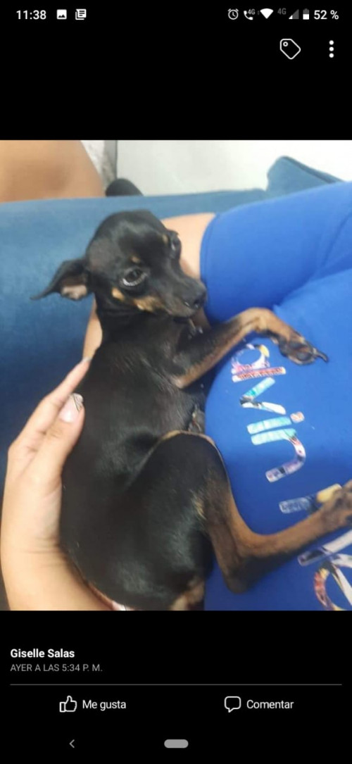 Lulu