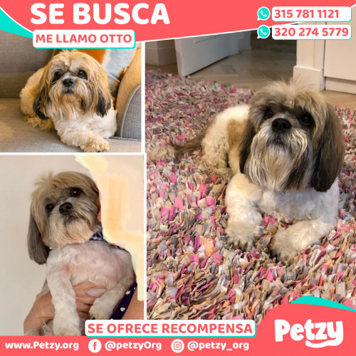 Foto de mascota Otto