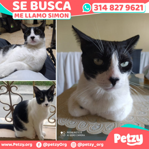 Foto de mascota Simon