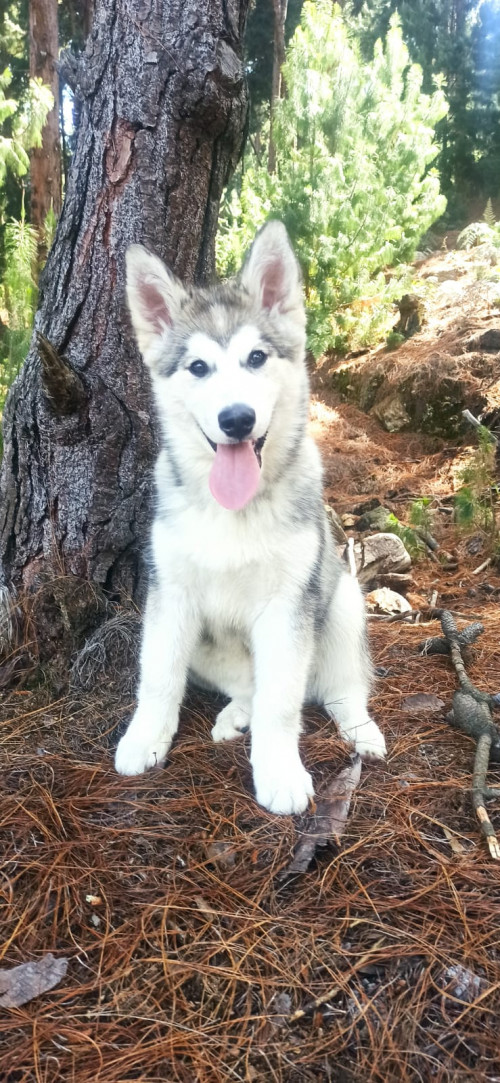 Rex