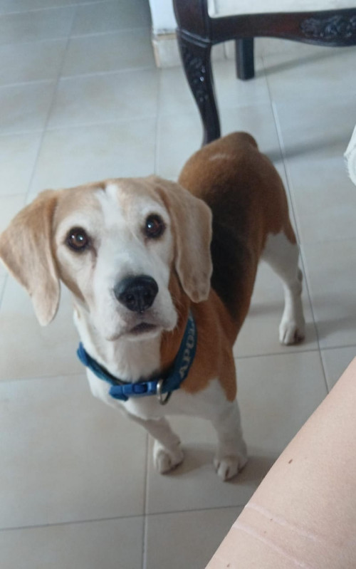 Apolo
