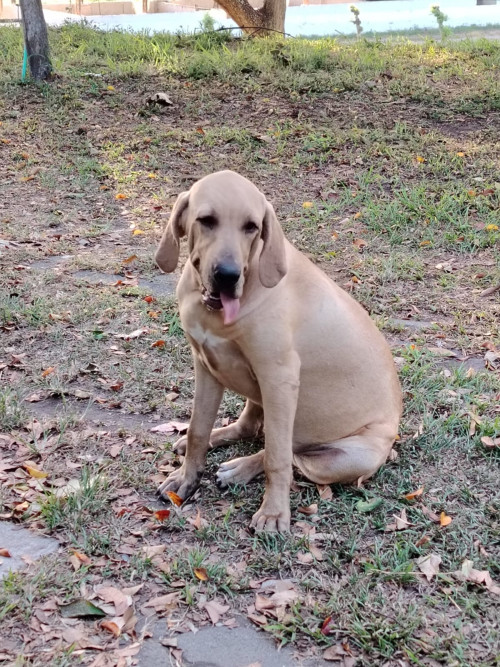 Almendra
