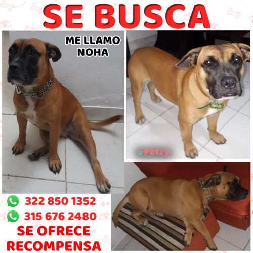 Foto de mascota Noha