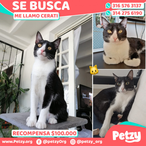 Foto de mascota Cerati