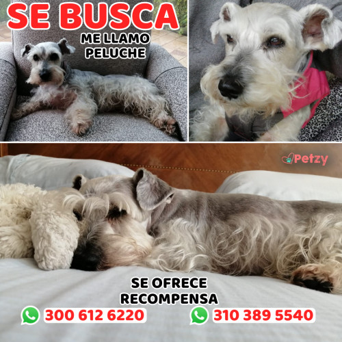 Foto de mascota Peluche